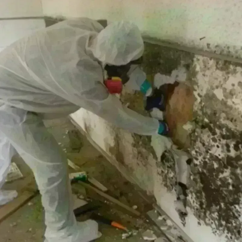 Mold Remediation and Removal in Fort Davis, TX